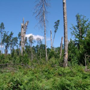 Strong winds as well as insects and fungus attacks lead to trees dying and tree stand interruption which causes a sudden increase in temperature on the forest floor. Photo: I. Smerczyński