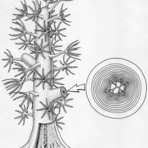 Fot. 1. Restoration of a young colony of Oligophylloides. The restoration shows eight feathery tentacles in each polyp, typical for octocorals. Sections show internal structure of the skeleton. Drawing by B. Waksmundzki.
