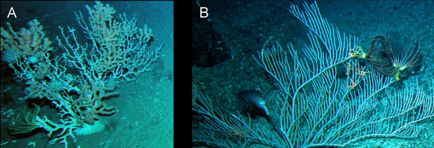Fot. 2. Octocorals from the Tasmanian seas. A–Keratoisis sp.; B–Paracalyptrophora sp.; C–Callogorgia sp.; D–Lepidisis sp.