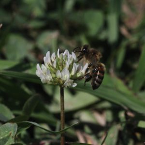 Clover and bee. Credit: MT Johnson.