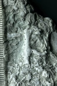 A Silurian bryozoan from Estonia. The branch itself is a bryozoan colony (small openings are zoecia, the places where individuals lived), and regularly distributed larger openings are remains of a hydrozoan colony. Photo: M. Zapalski