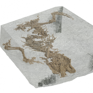 Digital image of the fossil of Bellairsia gracilis inside the rock, as revealed using microCT scan data. Digital render by Matthew Humpage/NorthernRogue.