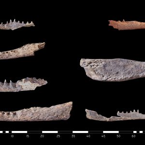 Fragments of mandibles from the crocodile remains. Credit: PCMA UW