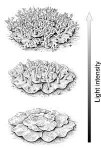 A restoration of fossil tabulate corals, with variable morphology dependent on the light intensity. Drawing by Bogusław Waksmundzki. Both figures from Majchrzyk et al. 2023.