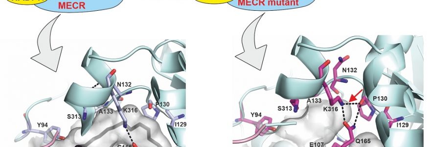 Graphic description: Engineered protein mutation allowed to partially block the MECR enzyme's fatty acid-binding cavity, enabling analysis of mitochondria-produced long-chain fatty acid function. Source: Faculty of Physics UW