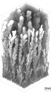 X-ray microtomographic image of manganese dendrite forest. Source: Department of Geology, University of Vienna.