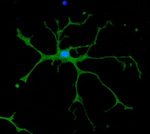 Graphic depicting an astrocyte. Source: Centre of New Technologies