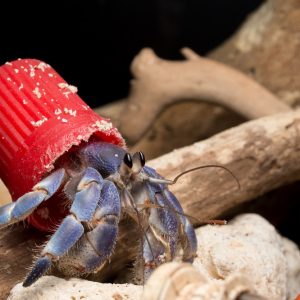 A hermit crab in an "artificial" shell. Photo: Shawn Miller/Okinawa Nature Photography