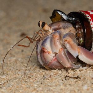 A hermit crab in a plastic shell. Photo: Shawn Miller/Okinawa Nature Photography