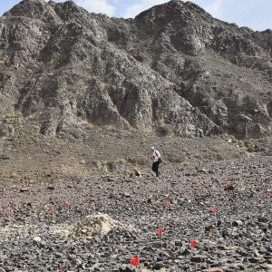 Archaeological research in Oman. The flags mark stone tools for crushing ore. Credit: Agnieszka Szymczak/PCMA UW