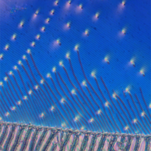 Microphotographs of optical textures of ferroelectric nematic phases observed in polarised light. Credit: D. Pociecha/UW
