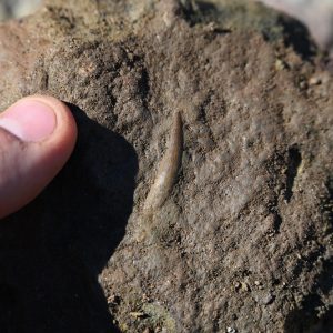 Fossils found in Miedary. Photo: Tomaz Hitij