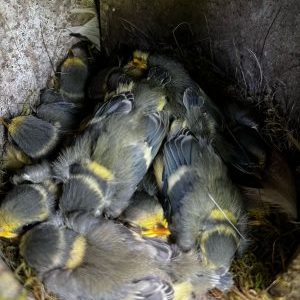 Tits in the city. Photo: Zuzanna Jagiełło