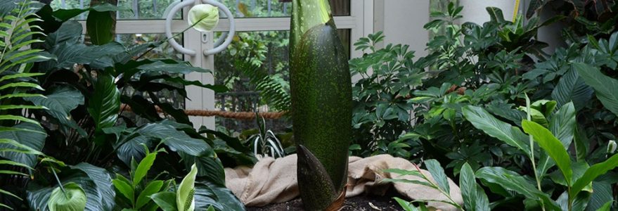 Titan Arum. Credit: Botanical Garden of University of Warsaw