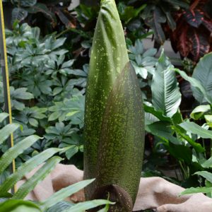 Titan Arum. Credit: Botanical Garden of University of Warsaw