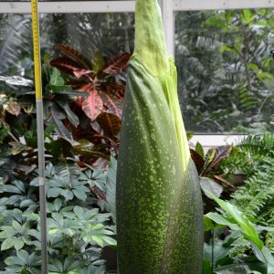 Titan Arum. Credit: Botanical Garden of University of Warsaw