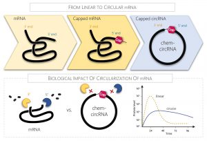 Visualizations of the method for obtaining circular mRNA molecules. The graphics were developed by a team led by Prof. Jacek Jemielity and Prof. Joanna Kowalska.