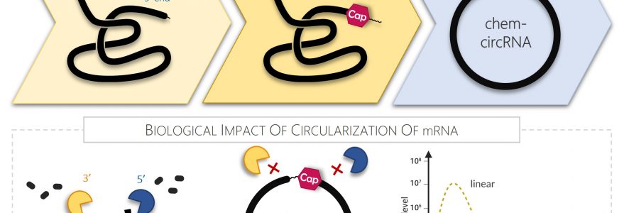Visualizations of the method for obtaining circular mRNA molecules. The graphics were developed by a team led by Prof. Jacek Jemielity and Prof. Joanna Kowalska.