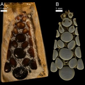 The remains of a Jurassic fish. Credit: Daniel Tyborowski/UW