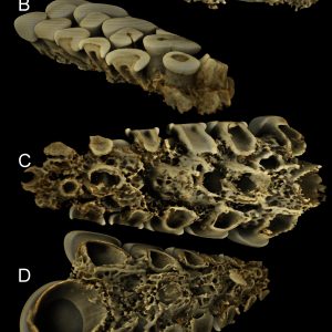 The remains of a Jurassic fish. Credit: Daniel Tyborowski/UW