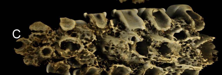 The remains of a Jurassic fish. Credit: Daniel Tyborowski/UW