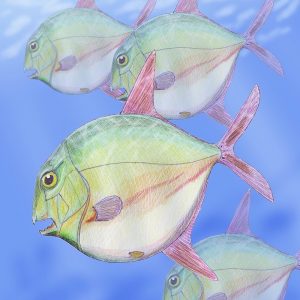 The remains of a Jurassic fish. Credit: Daniel Tyborowski/UW