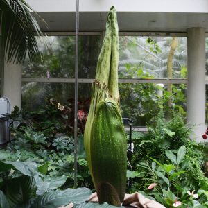 Titan Arum. Credit: Botanical Garden of University of Warsaw