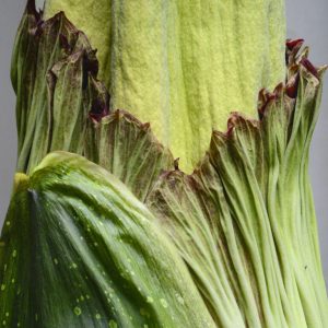 Titan Arum. Credit: Botanical Garden of University of Warsaw
