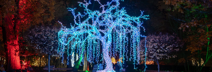 "MagicalBotanical" exhibition. Source: Lumagica Warszawa