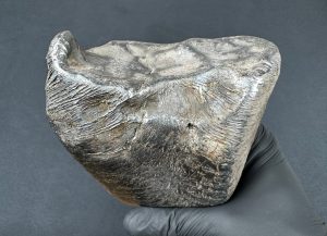 A new Polish meteorite. Frozen streams of matter are visible on its surface. Source: Astronomical Observatory UW