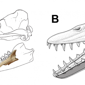 Reconstruction of the anatomical position of the specimen within the animal’s skull (A) and the presumed appearance of its head with the mandible highlighted (B). Reconstruction by: Bogusław Waksmundzki/UW