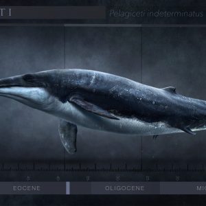 A reconstruction of the appearance of the cetacean from near Lubartów and a comparison of its size with that of an adult human. During the Eocene, cetaceans still had visible dorsal fins, and their bodies were not covered in a thick layer of blubber due to the much higher temperatures of the oceans at that time. Reconstruction by: Marcin Ambrozik/UW