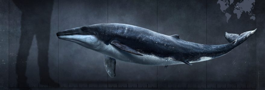 A reconstruction of the appearance of the cetacean from near Lubartów and a comparison of its size with that of an adult human. During the Eocene, cetaceans still had visible dorsal fins, and their bodies were not covered in a thick layer of blubber due to the much higher temperatures of the oceans at that time. Reconstruction by: Marcin Ambrozik/UW